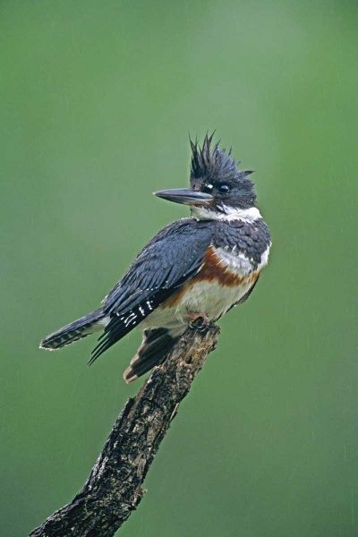 TX, McAllen Belted kingfisher female perched